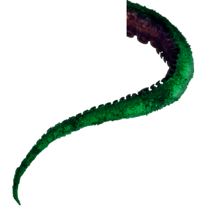 Tentacles Picture